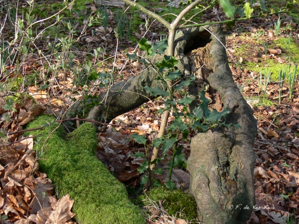 Bois des Moutiers (36) mars 2012